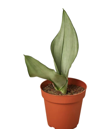 Sansevieria 'Moonshine'