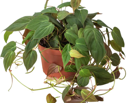 Philodendron 'Micans'