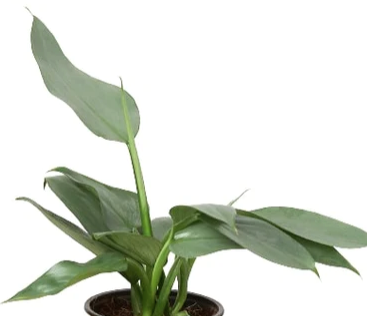 Philodendron Silver Sword