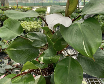 Philodendron White Knight