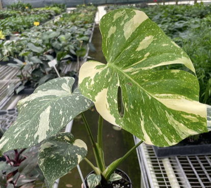 Monstera Thai Constellation