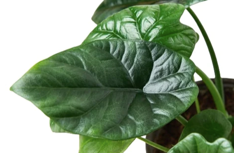Alocasia 'Quilted Dreams'