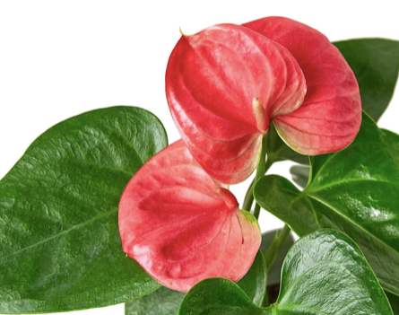 Anthurium Pink