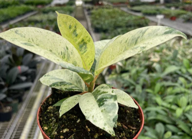 Ficus Shivereana Moonshine