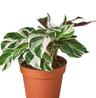 Calathea Stella