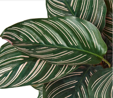 Calathea Ornata “Pinstripe”