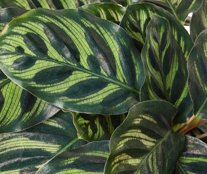 Calathea Makoyana