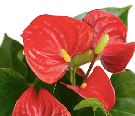 Anthurium-Red