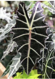 Alocasia Purpley