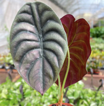 Alocasia Cuprea Red Secret