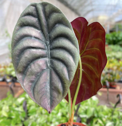 Alocasia 'Cuprea' (Red Secret)