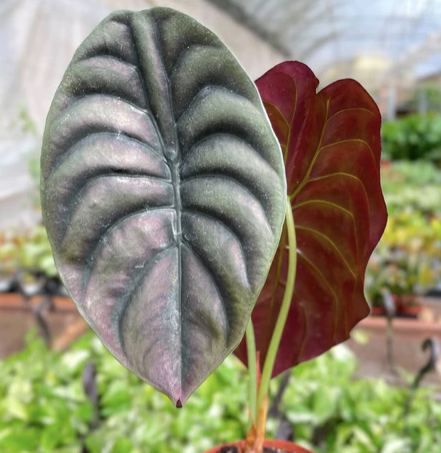Alocasia 'Cuprea' (Red Secret)