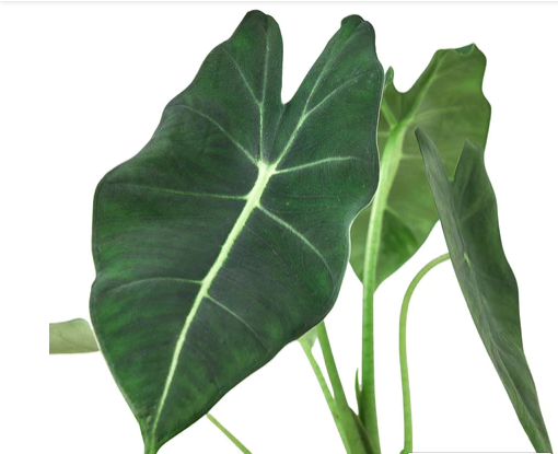 Alocasia Micholitziana “Frydek”