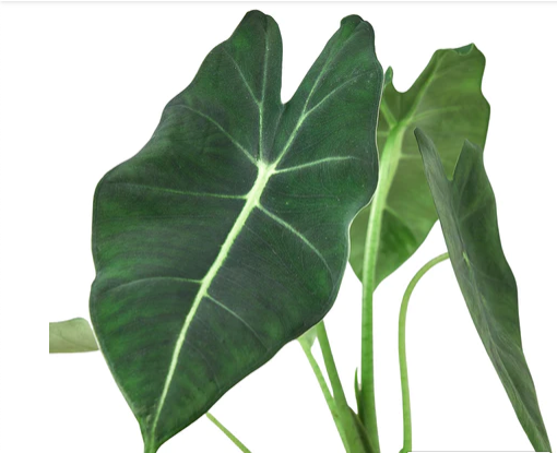 Alocasia Micholitziana 'Frydek'