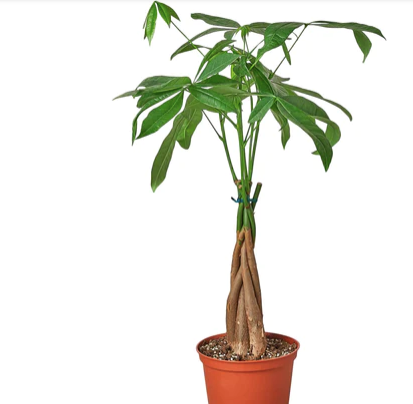 Pachira Braid/Money Tree