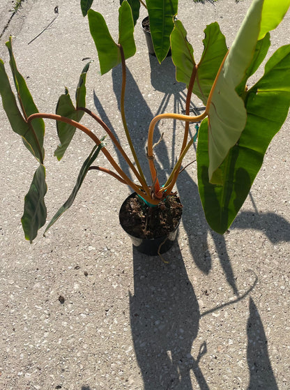 Philodendron 'Billietiae'