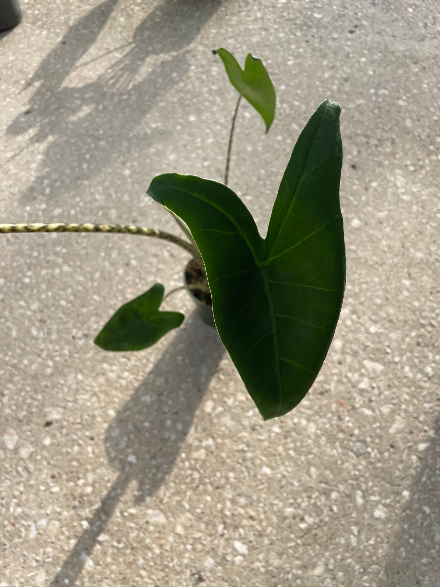 Alocasia Zebrina