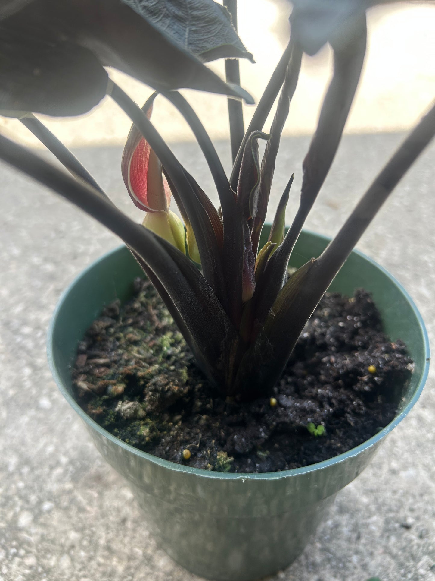 Alocasia Antoro Velvet