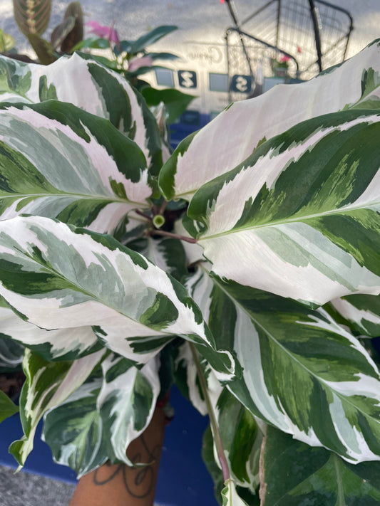 Calathea White Fusion