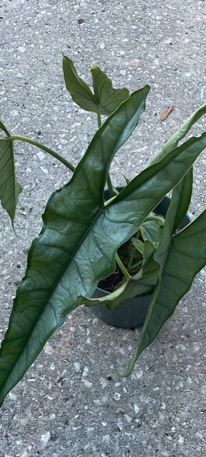 Alocasia 'Dragon’s Breath'