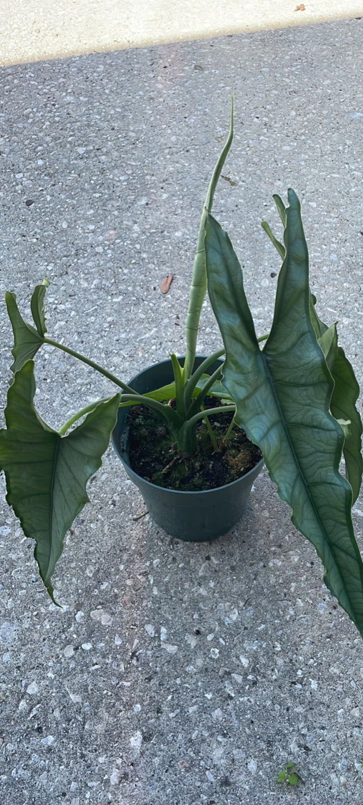 Alocasia Dragon’s Breath