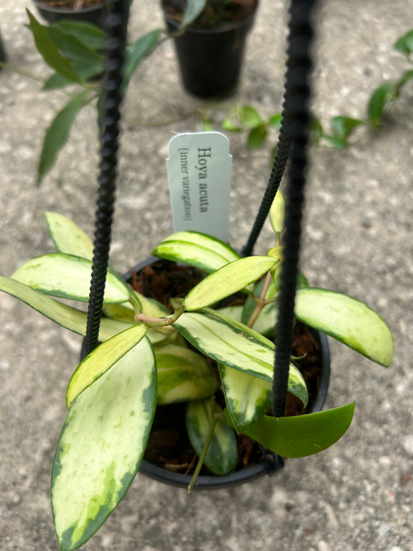 Hoya Acuta (inner variegation)