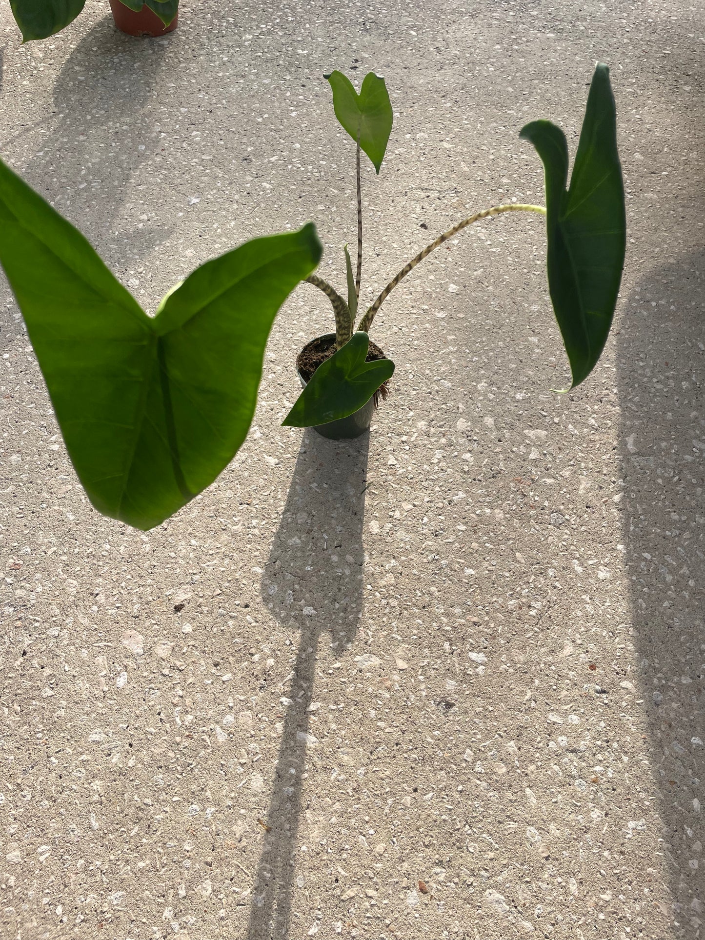 Alocasia Zebrina