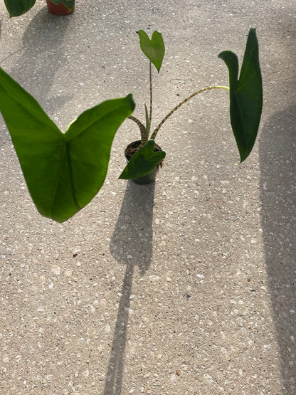 Alocasia 'Zebrina'