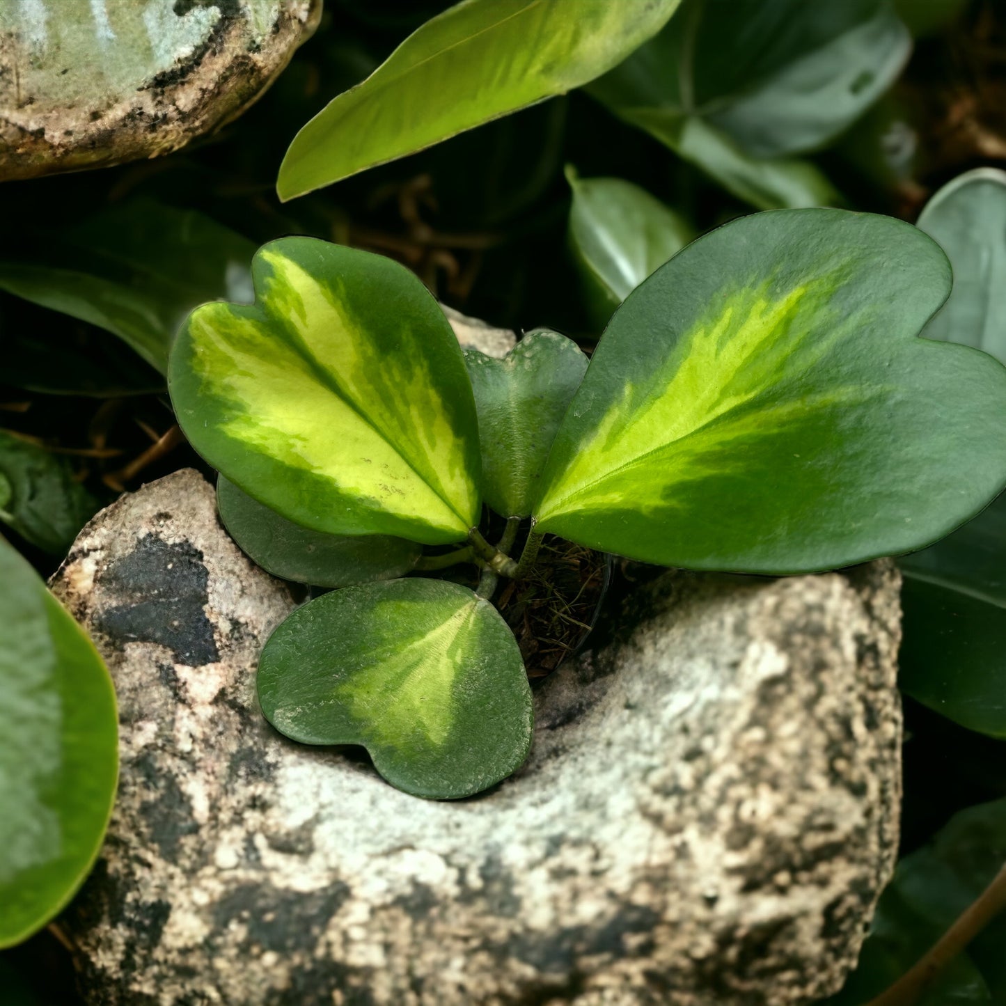 Hoya Kerrii Inner Variegation