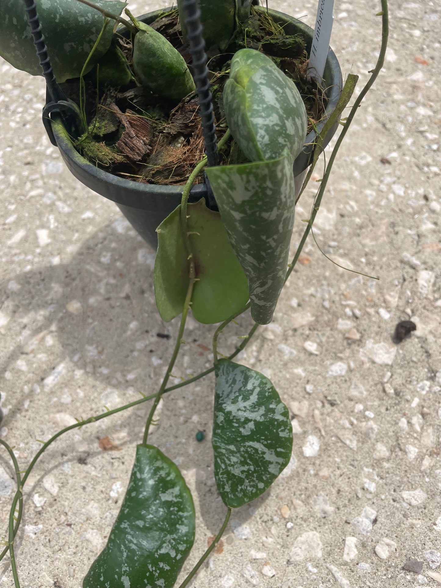 Hoya Imbricata