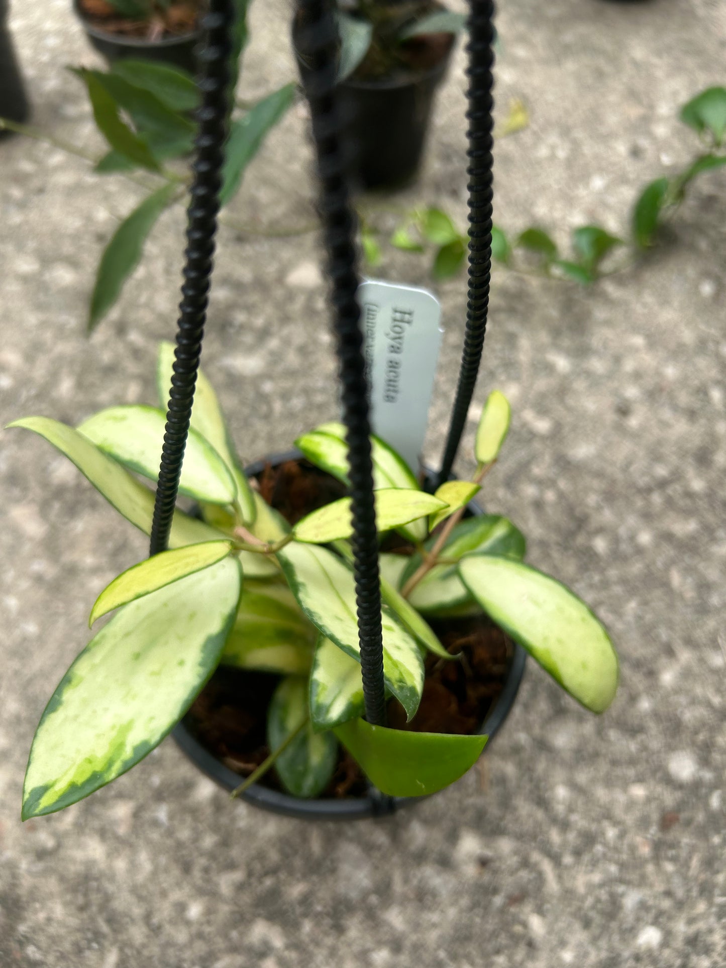 Hoya Acuta (inner variegation)