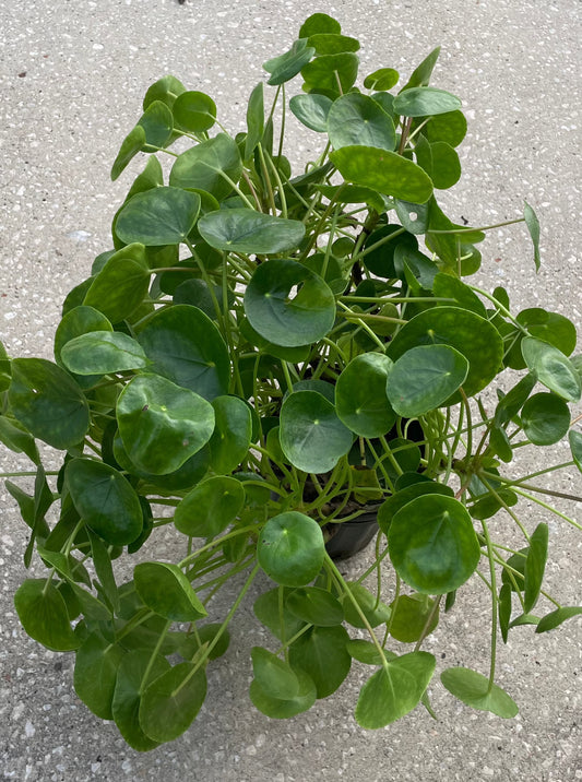 Pilea Peperomioides “Chinese Money"