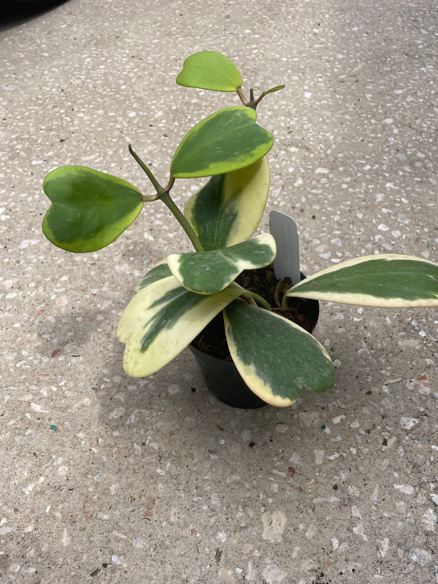 Hoya Kerrii Outer Variegation