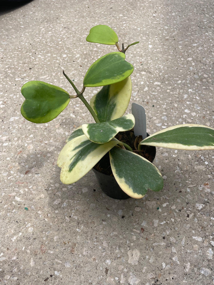 Hoya 'Kerrii' (Outer Variegation)