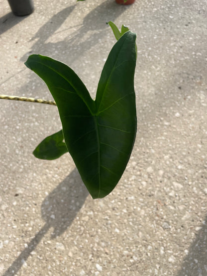 Alocasia 'Zebrina'
