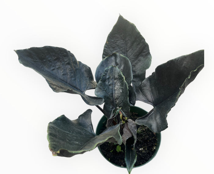 Alocasia 'Antoro Velvet'