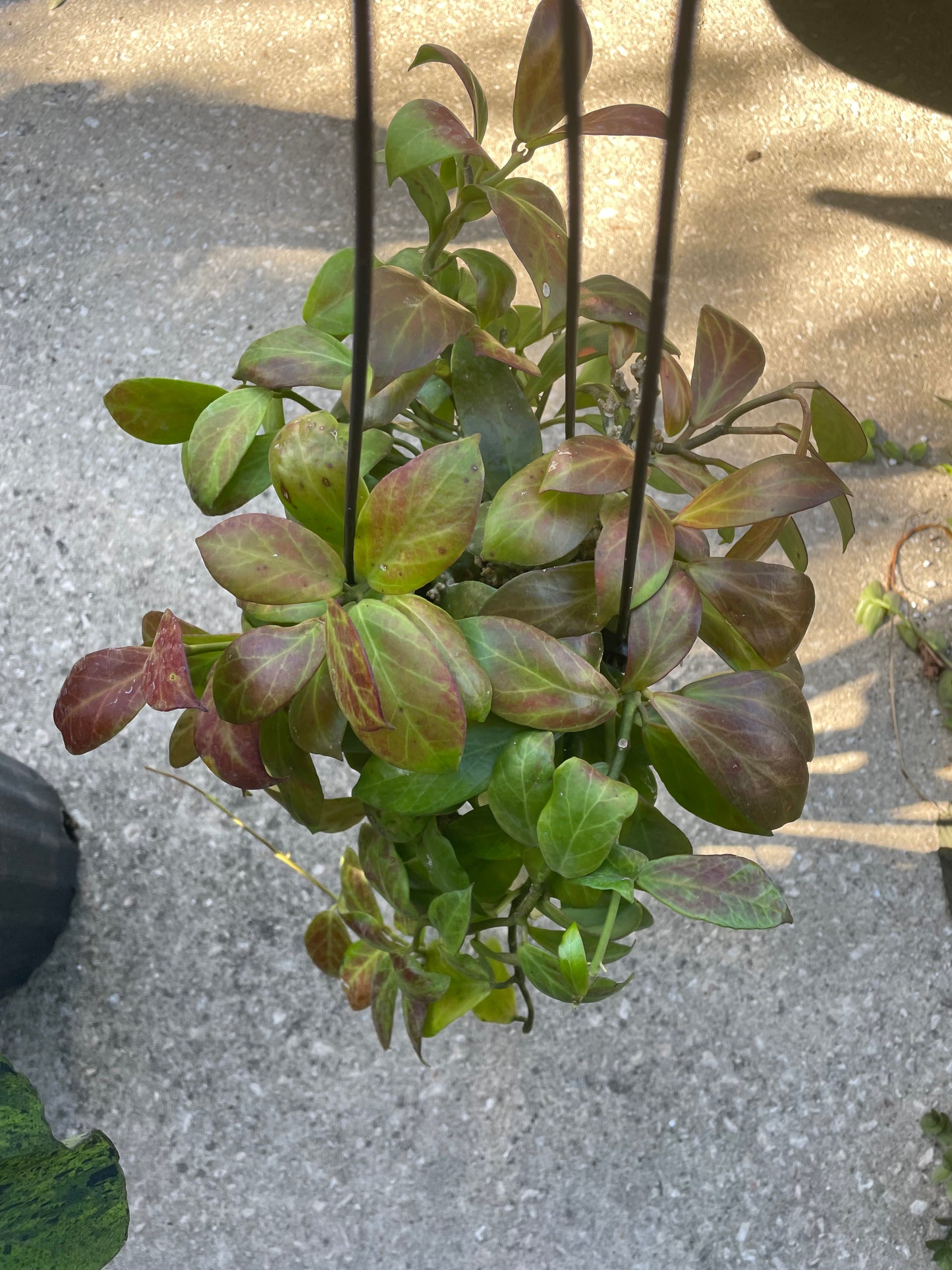 Hoya Obscura