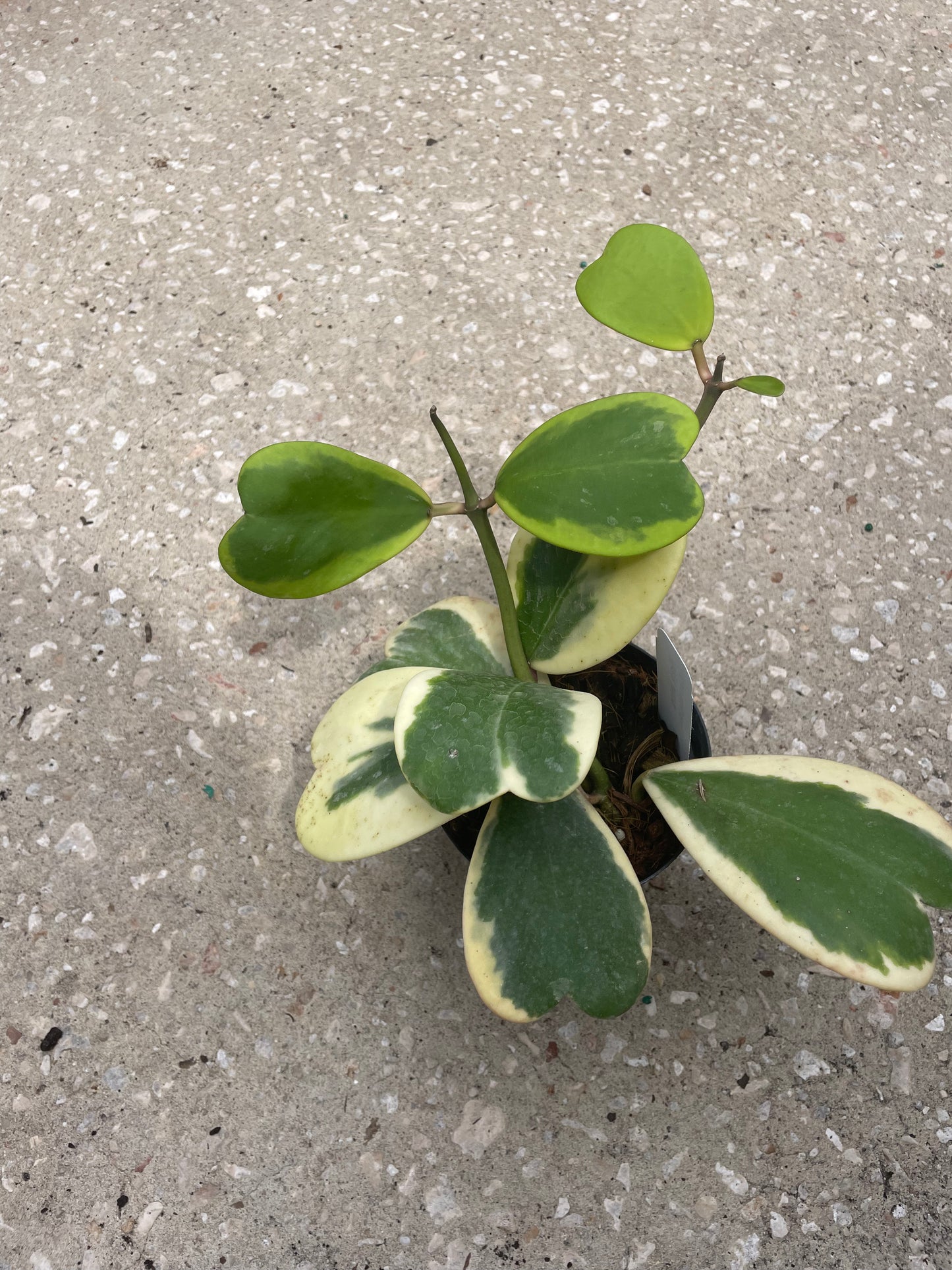 Hoya Kerrii Outer Variegation