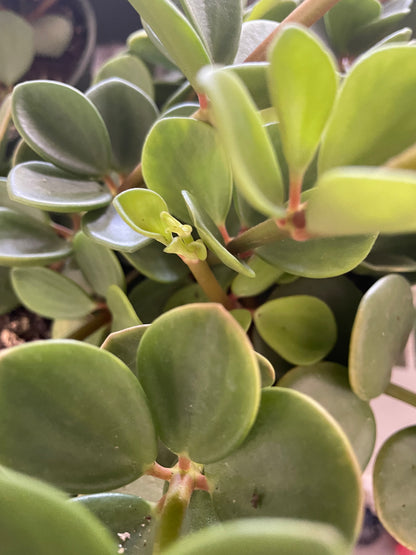 Peperomia 'Hope'