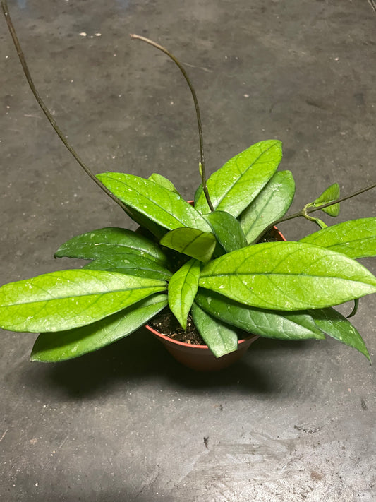 Hoya Crassipetiolata