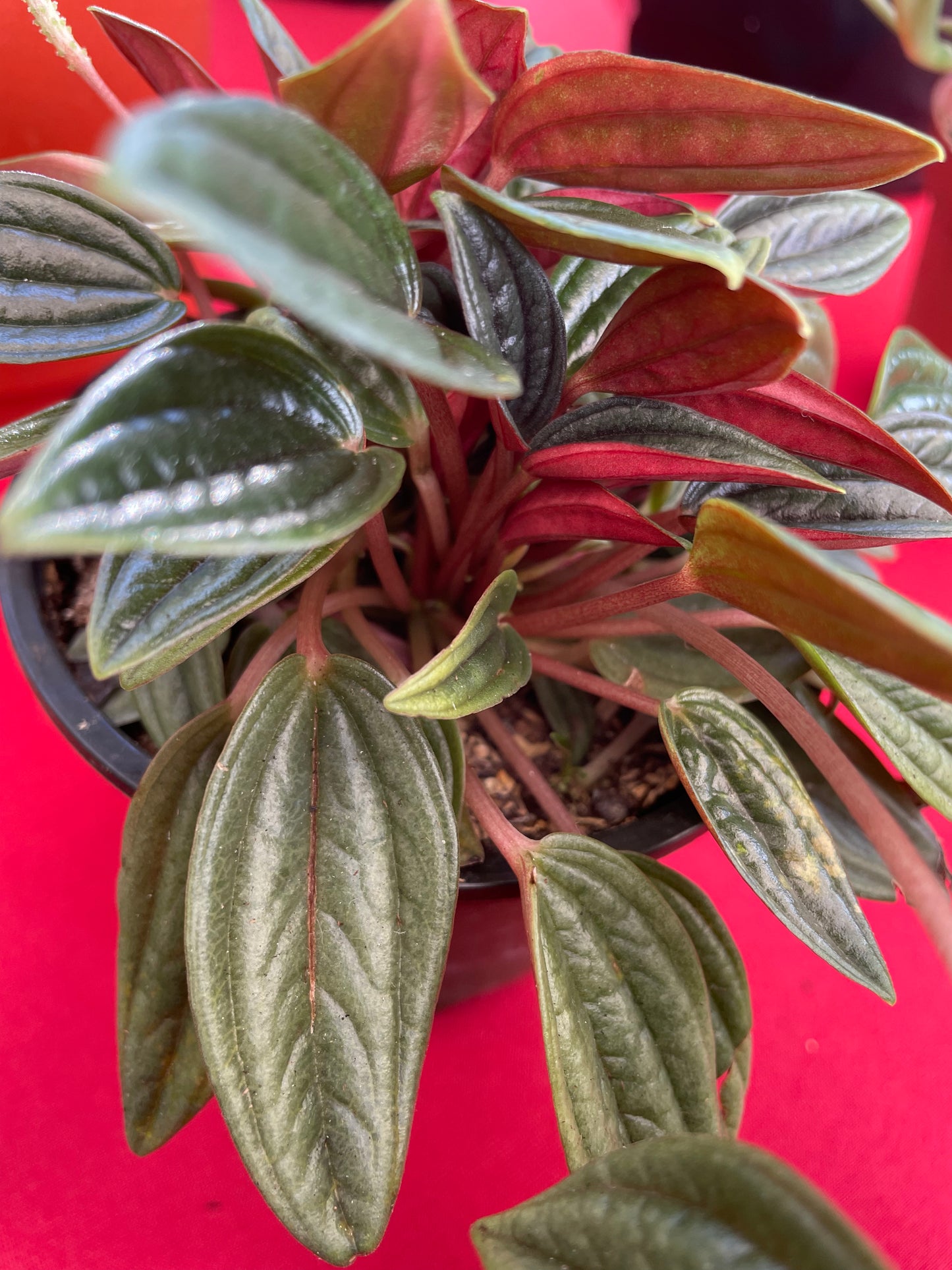 Peperomia 'Rosso'