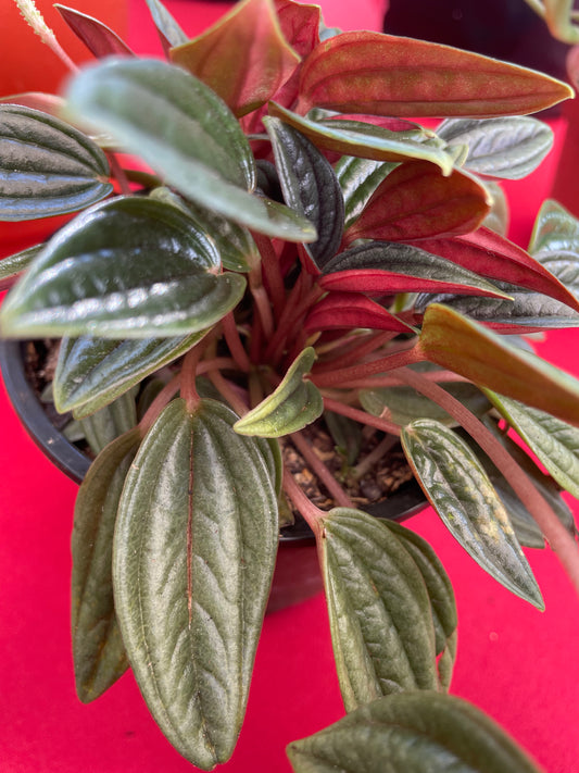 Peperomia 'Rosso'