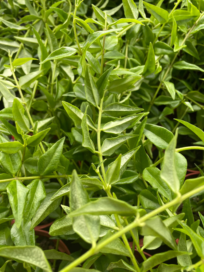 Hoya 'Bella'