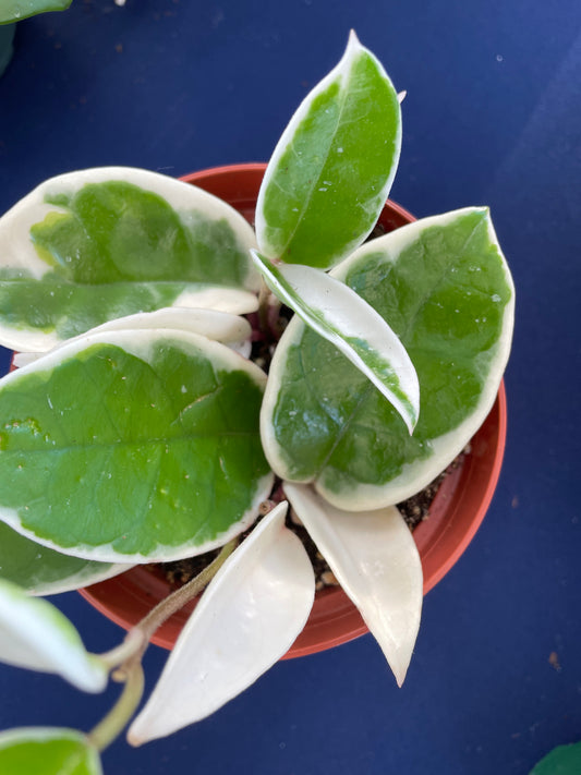 Hoya Krimson Queen