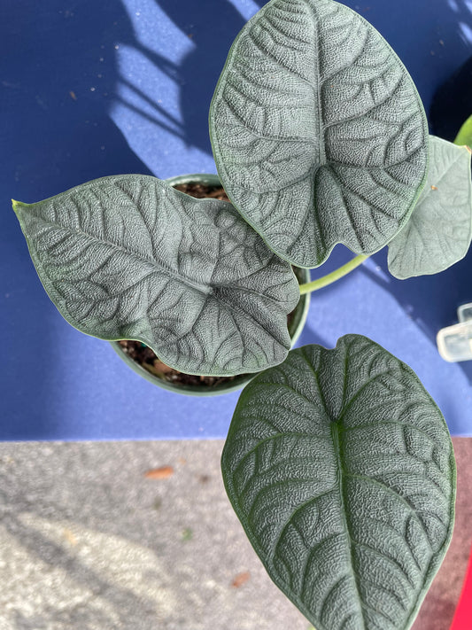 Alocasia Melo