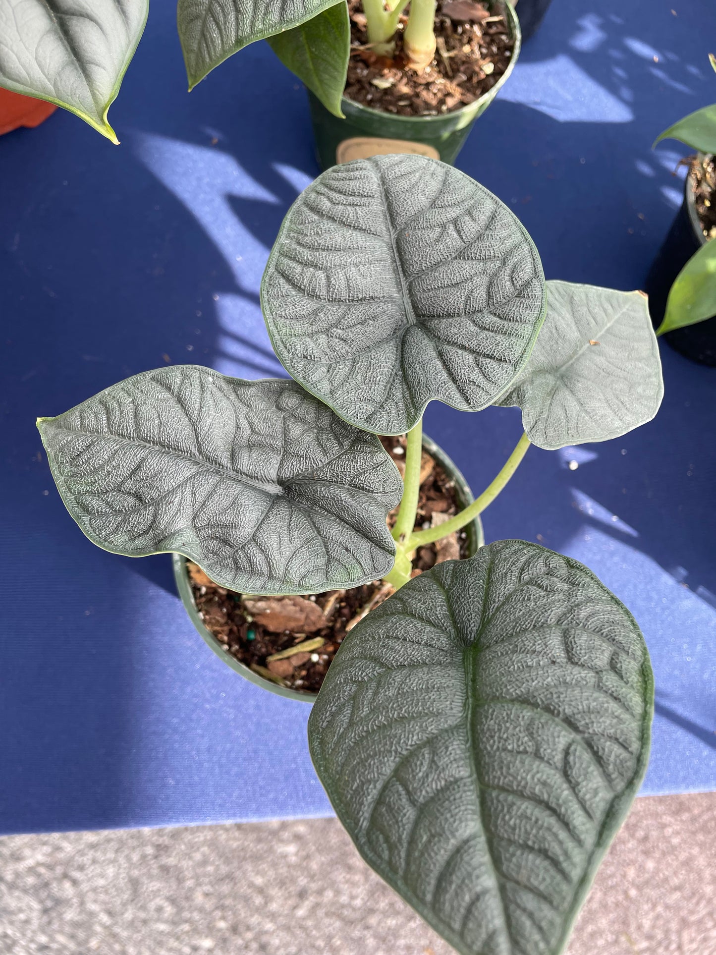 Alocasia Melo