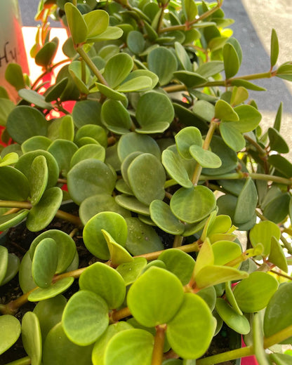 Peperomia 'Hope'