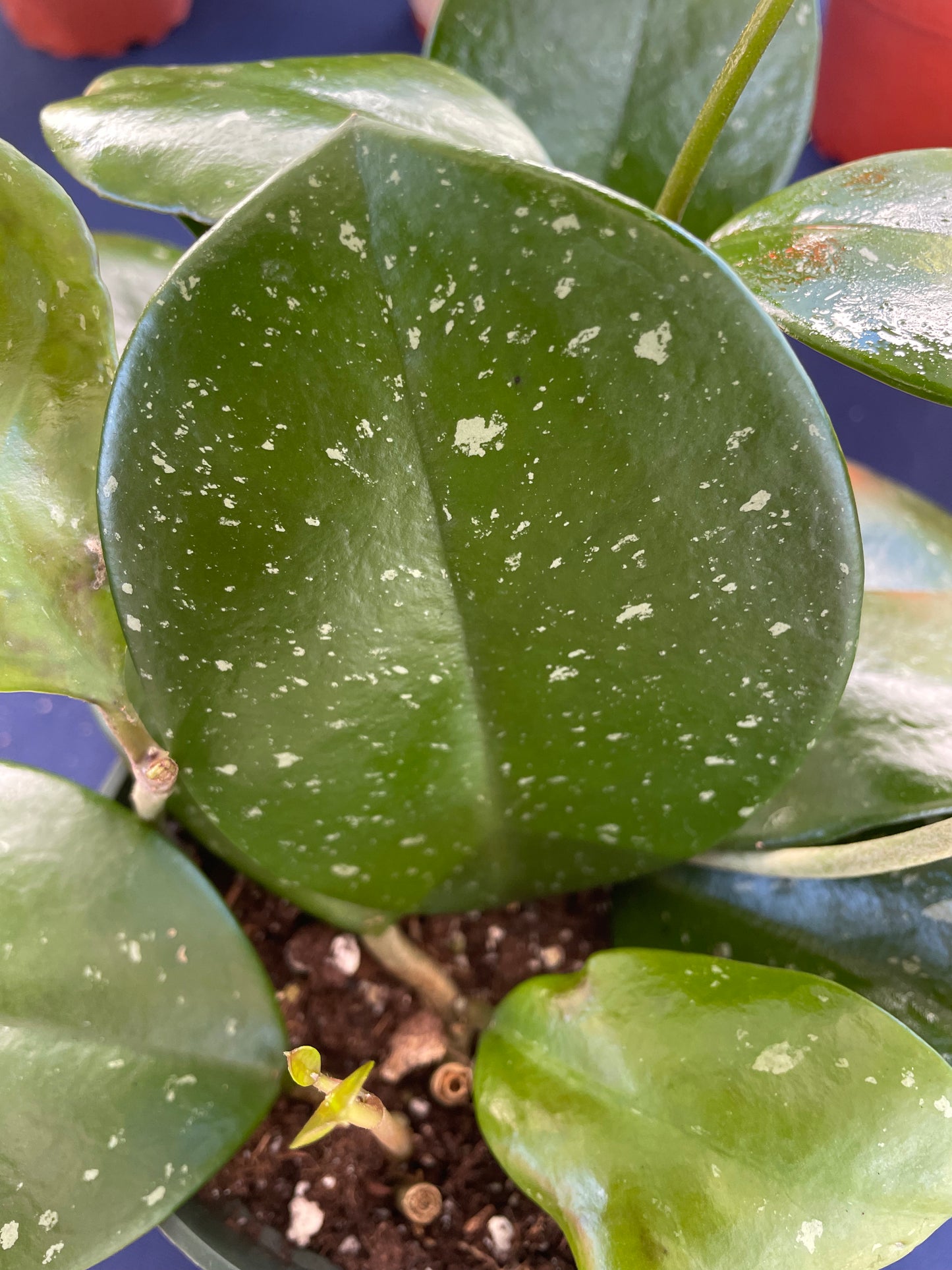 Hoya Obovata