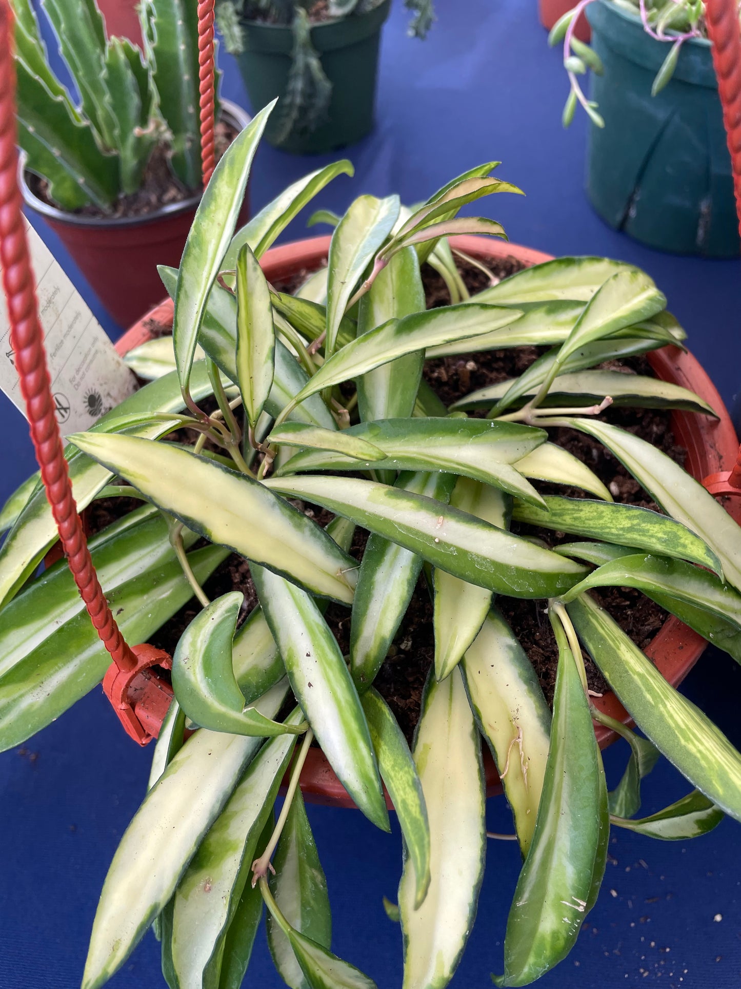 Hoya Wayetii variegated