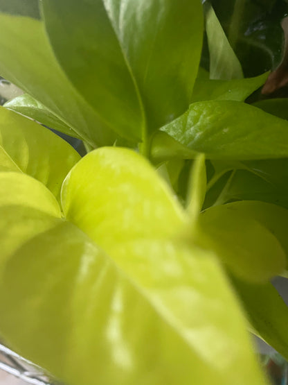 Epipremnum Aureum 'Neon Pothos'